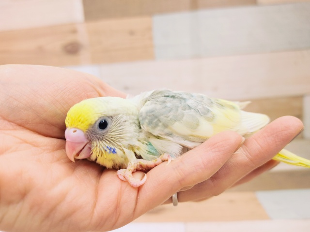 セキセイインコ