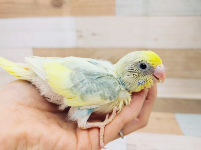 セキセイインコ