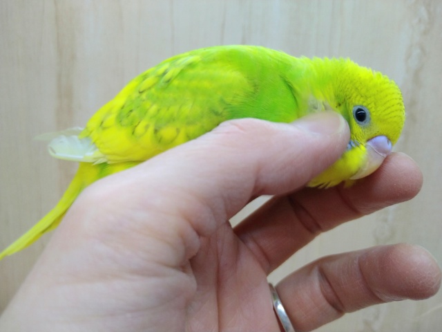 セキセイインコ