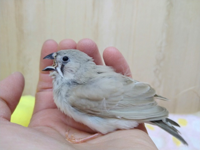 鳴き声はニーニー!キンカ鳥ヒナいますよ〜その1 錦花鳥(キンカチョウ)