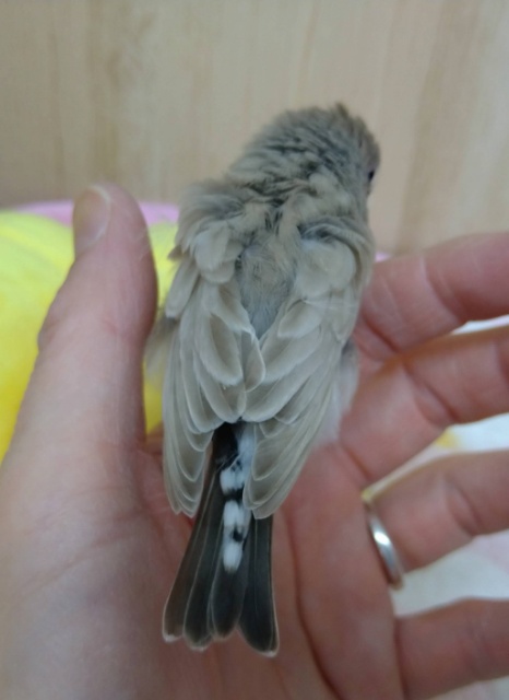 鳴き声はニーニー!キンカ鳥ヒナいますよ〜その1 錦花鳥(キンカチョウ)