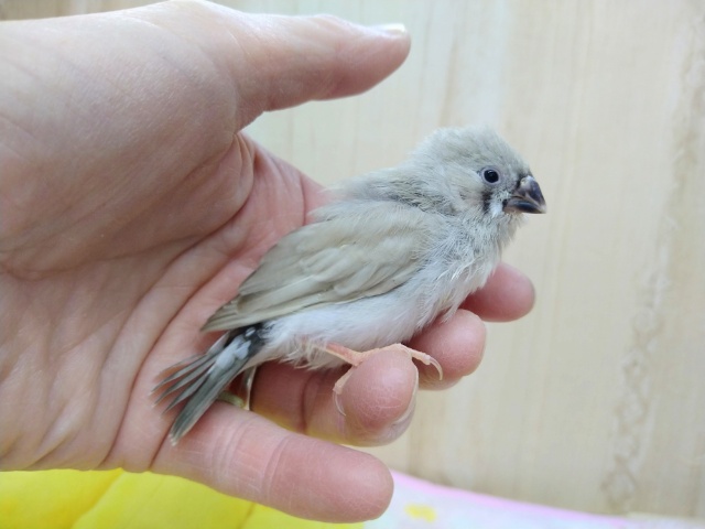 錦花鳥（キンカチョウ）