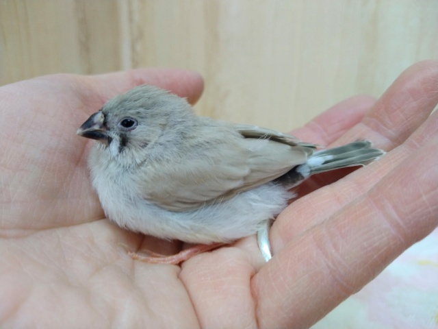 錦花鳥（キンカチョウ）