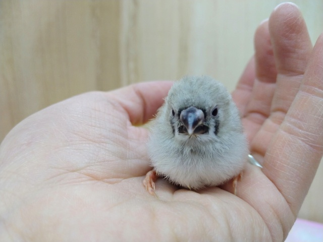 錦花鳥（キンカチョウ）