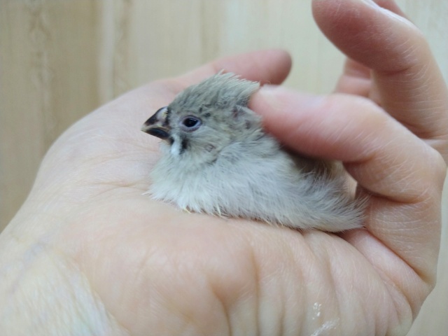 錦花鳥（キンカチョウ）