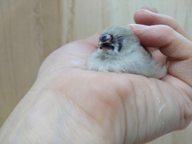 錦花鳥（キンカチョウ）