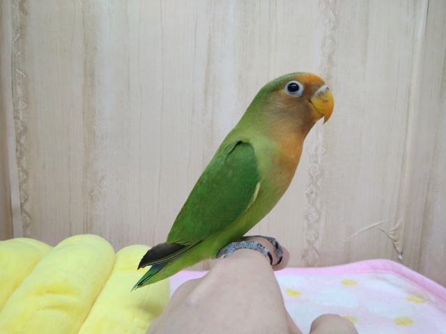 八重桜インコ（ヤエザクラインコ