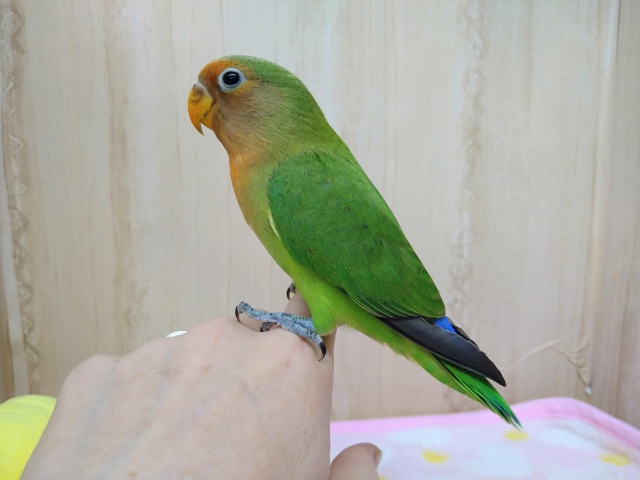 八重桜インコ（ヤエザクラインコ