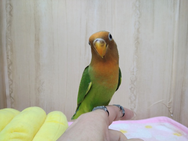 八重桜インコ（ヤエザクラインコ