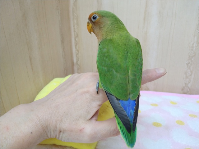 八重桜インコ（ヤエザクラインコ