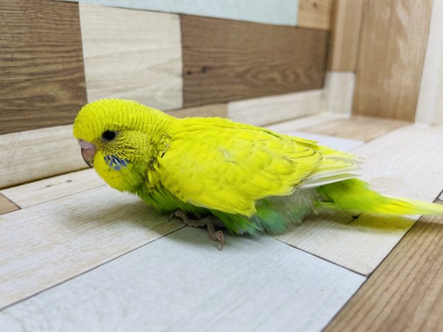 超ホヤホヤ最新画像♪手に乗ってきて降りない!?ジャンボセキセイインコヒナのスパングルカラー! ジャンボセキセイインコ