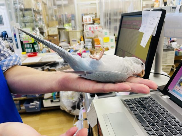 オキナインコ