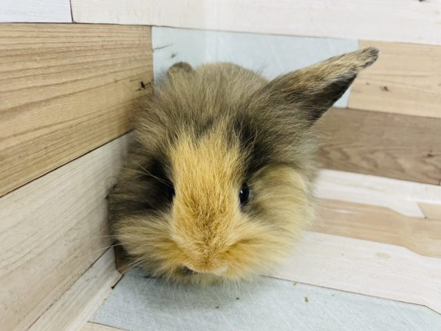 ロップイヤーラビット