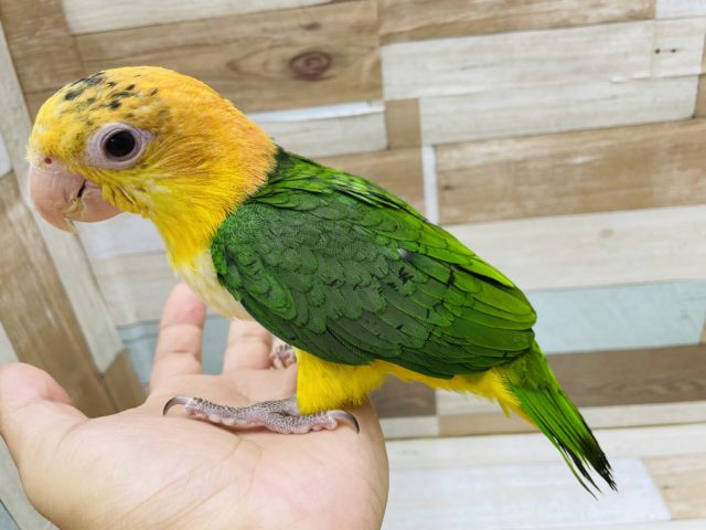 シロハラインコ