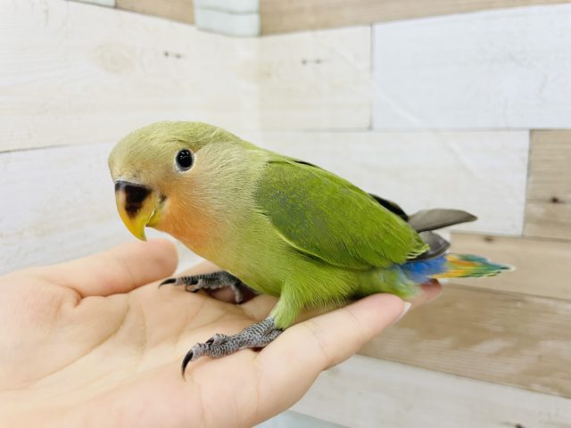 コザクラインコ（小桜インコ）