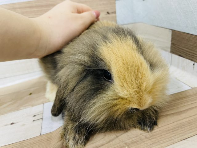 隠れ食いしん坊!?ロップイヤー(トーティー) ロップイヤーラビット