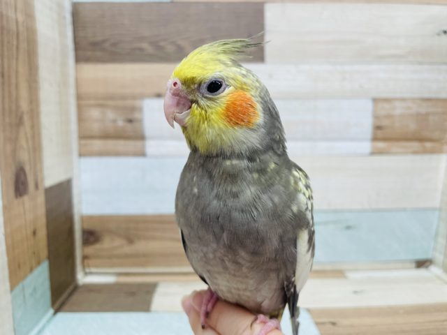 オカメインコ