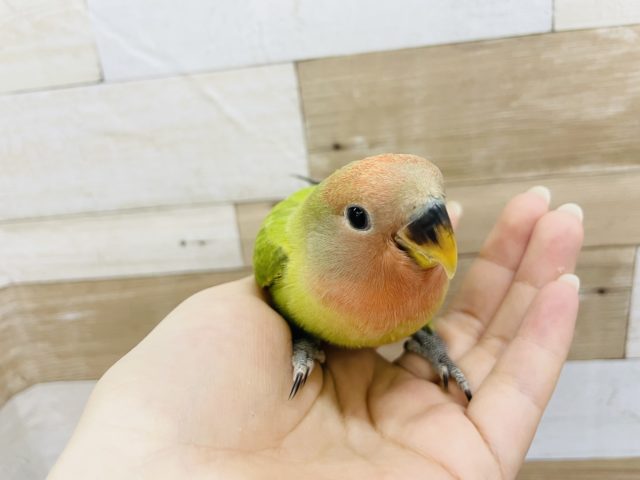 コザクラインコ（小桜インコ）