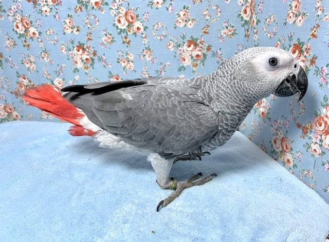 💙ヨウム 男の子💙 7月25日 ヨウム