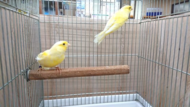 レモンカナリア