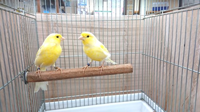 レモンカナリア