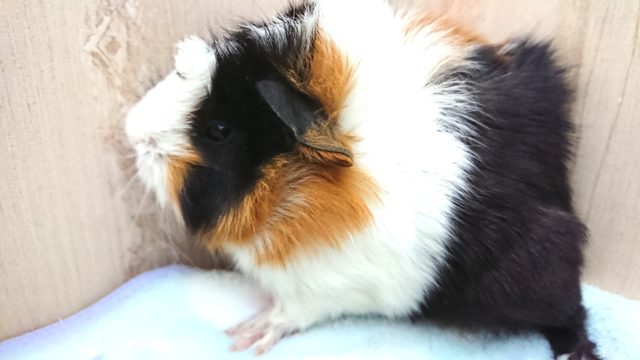 アビシニアンモルモット