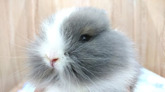 ライオンラビット