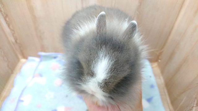 ライオンラビット