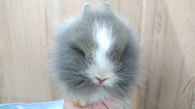 ライオンラビット