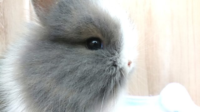 ライオンラビット