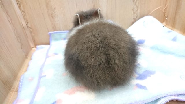 ライオンラビット