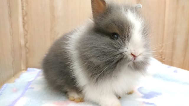 ライオンラビット