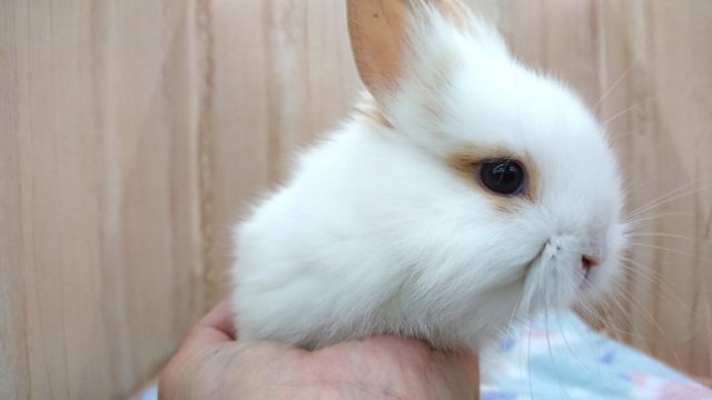 ライオンラビット