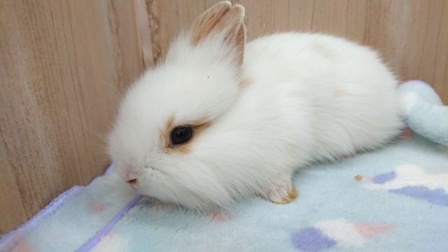 ライオンラビット