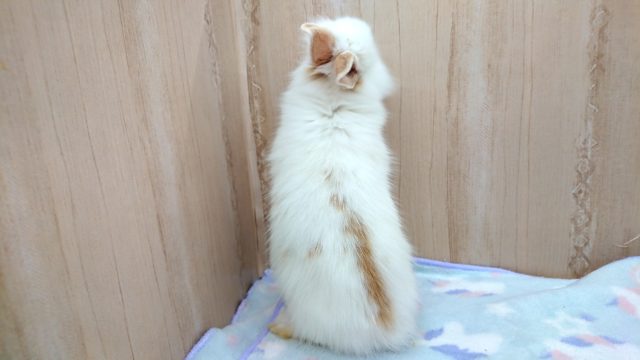 ライオンラビット