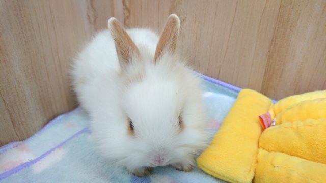 ライオンラビット