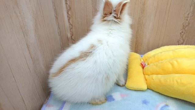 ライオンラビット