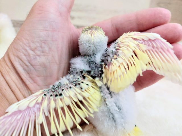 セキセイインコ