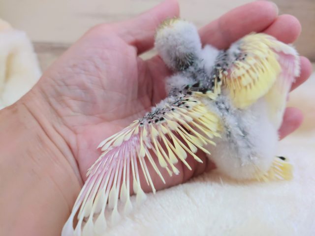 セキセイインコ