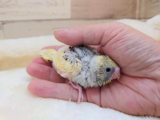 セキセイインコ