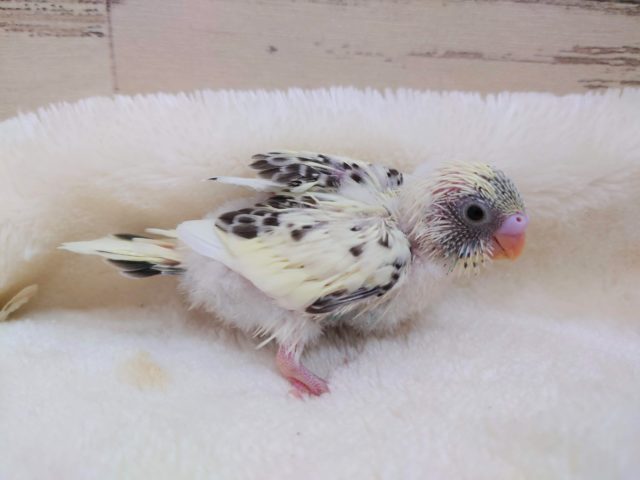 久しぶりのコです♪ セキセイインコ 4色ハルクイン 2021 10月7日 セキセイインコ