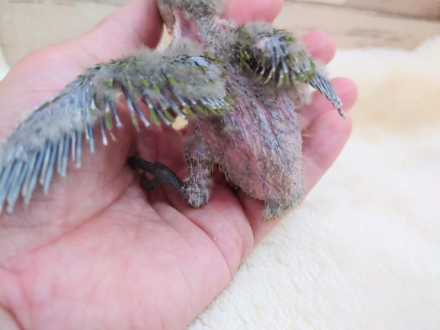 コザクラインコ（小桜インコ）