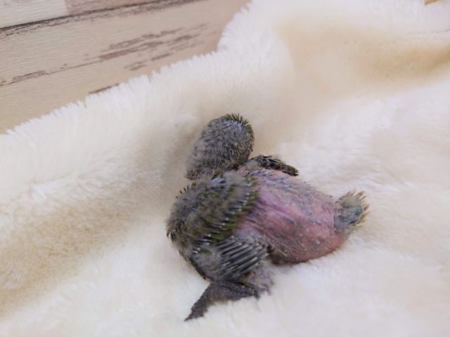 コザクラインコ（小桜インコ）