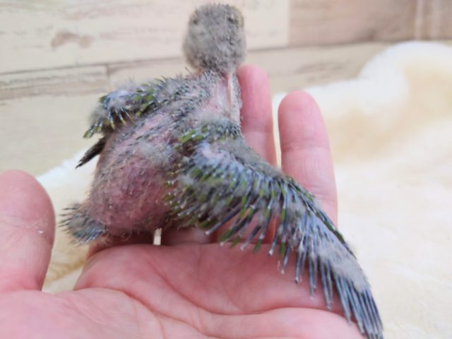 コザクラインコ（小桜インコ）