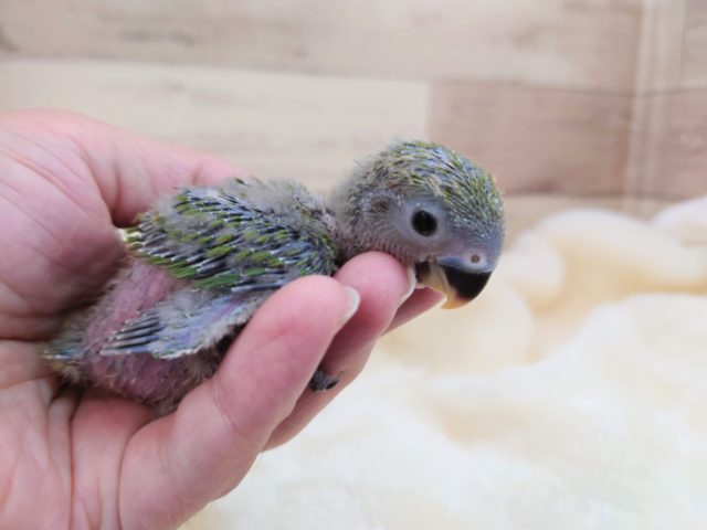 コザクラインコ（小桜インコ）
