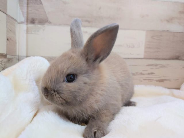 ネザーランドドワーフ