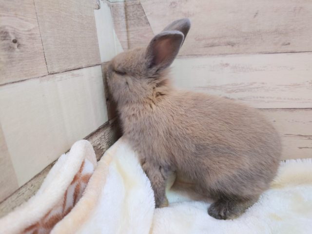 ネザーランドドワーフ