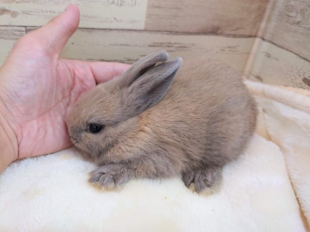 ネザーランドドワーフ