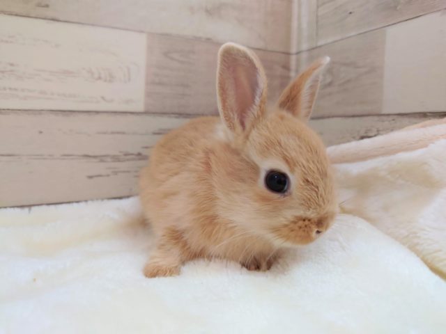 ネザーランドドワーフ