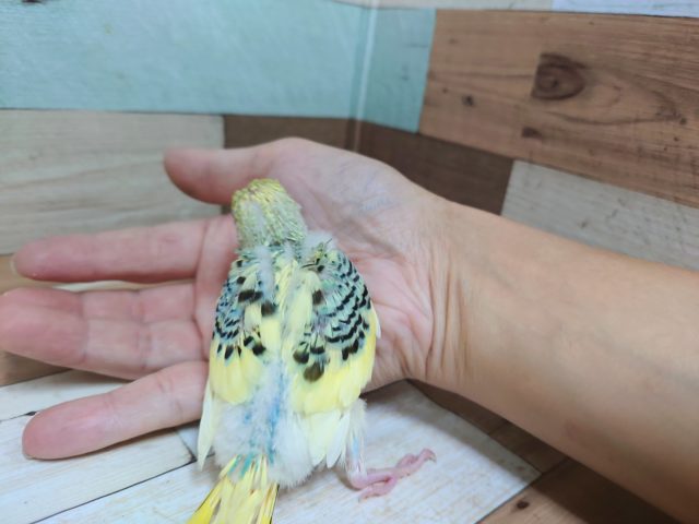 ちょっとレアなカラーです!!!セキセイインコ パステルレインボーパイド セキセイインコ